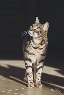 Brady the cat