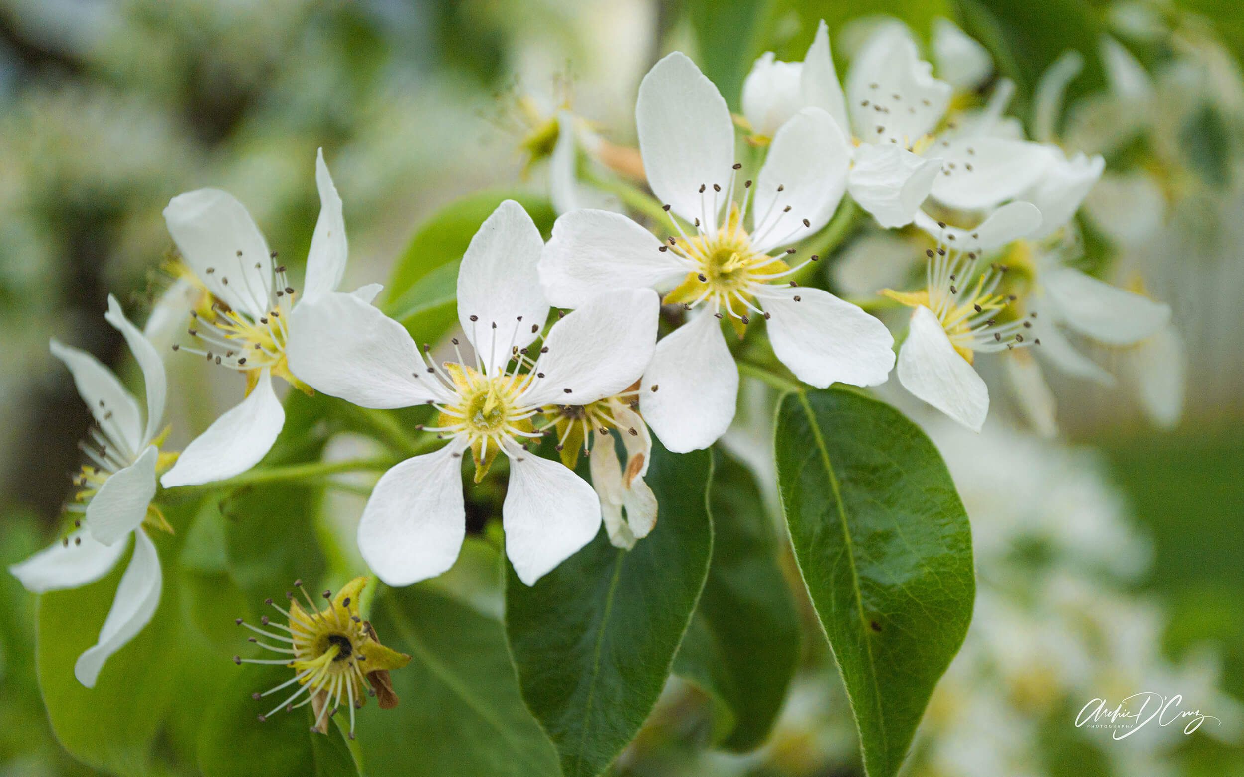 Flowers on pear tree