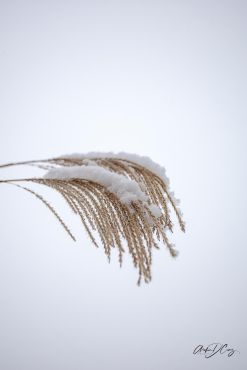 Snow has a way of making even the wild grasses seem prettier