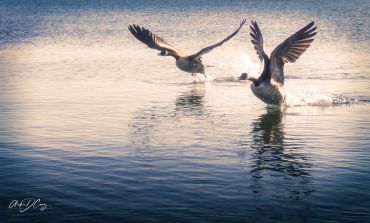 Canada Geese ready for takeoff over Lake Ontario
