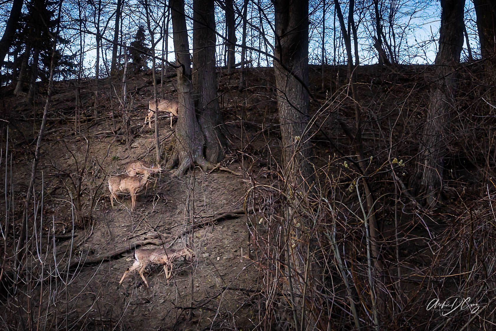 Deer at River Grove
