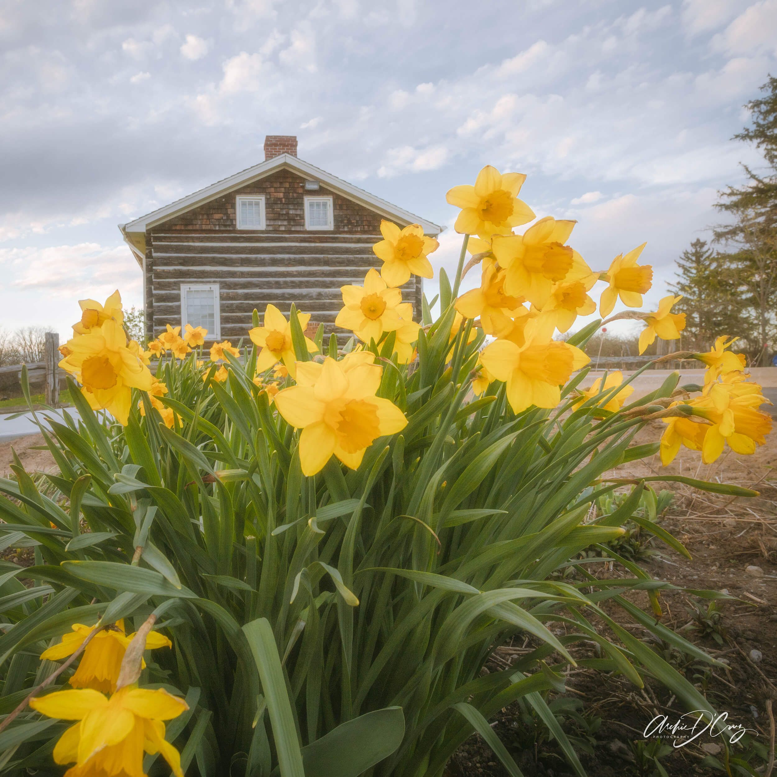 Daffodils near Leslie Log House, Mississauga