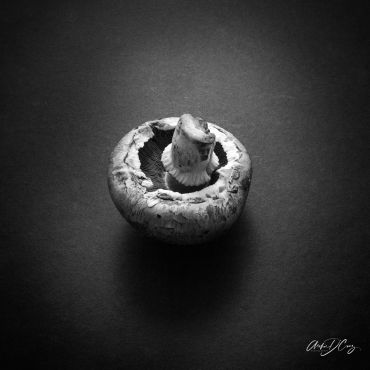 Mushroom, B&W