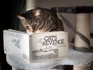 Brady reading Cat's Revenge