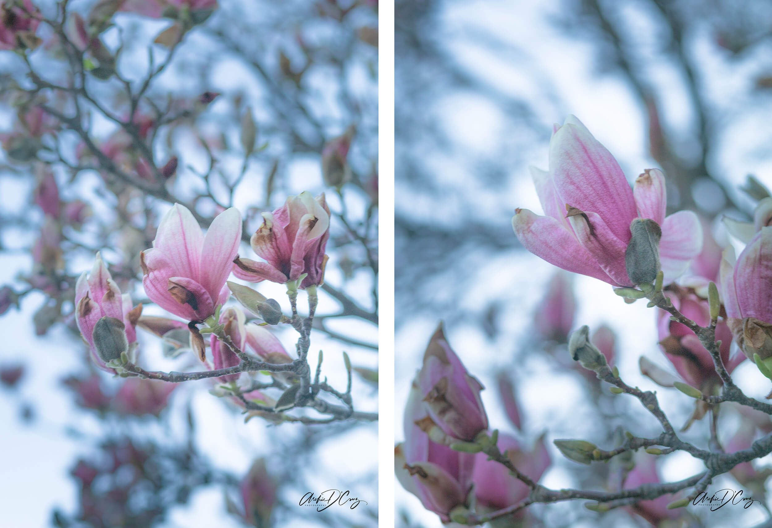 Magnolias