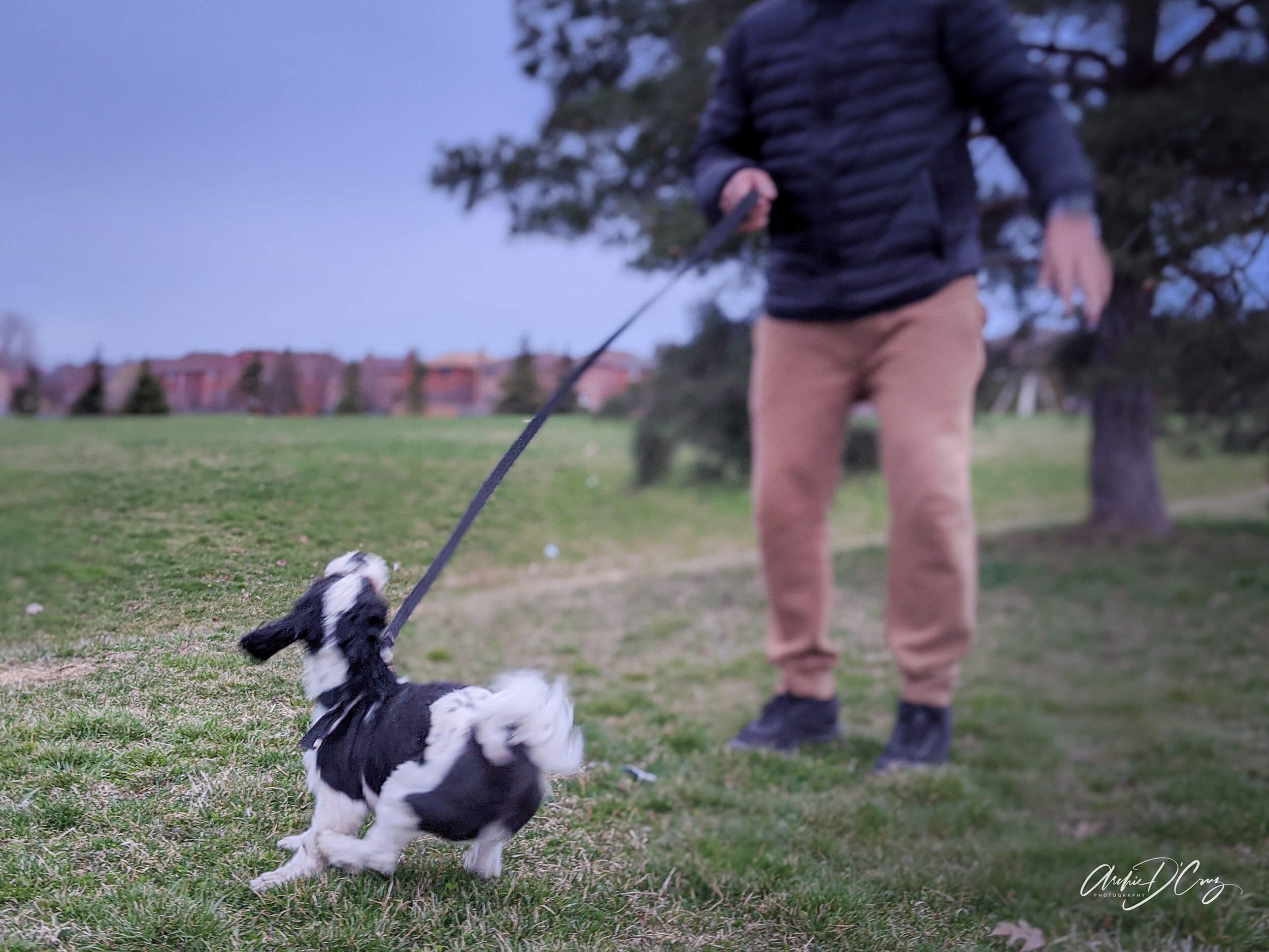 Dog playing in park