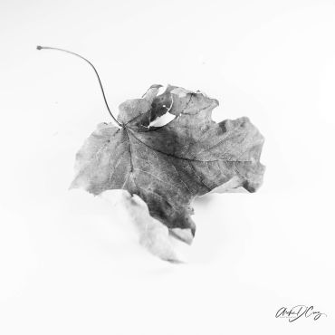 Dried fall leaf