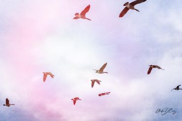 When seagulls fly