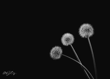 Dandelion puffs