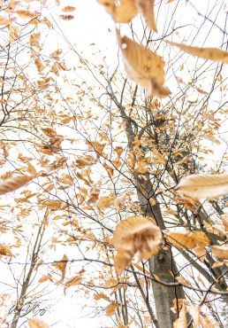 Leaves flutter on trees on a windy, cold., uncomfortable day in the city
