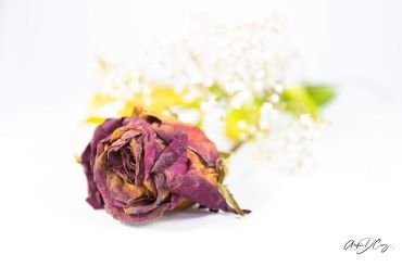 Dried rose