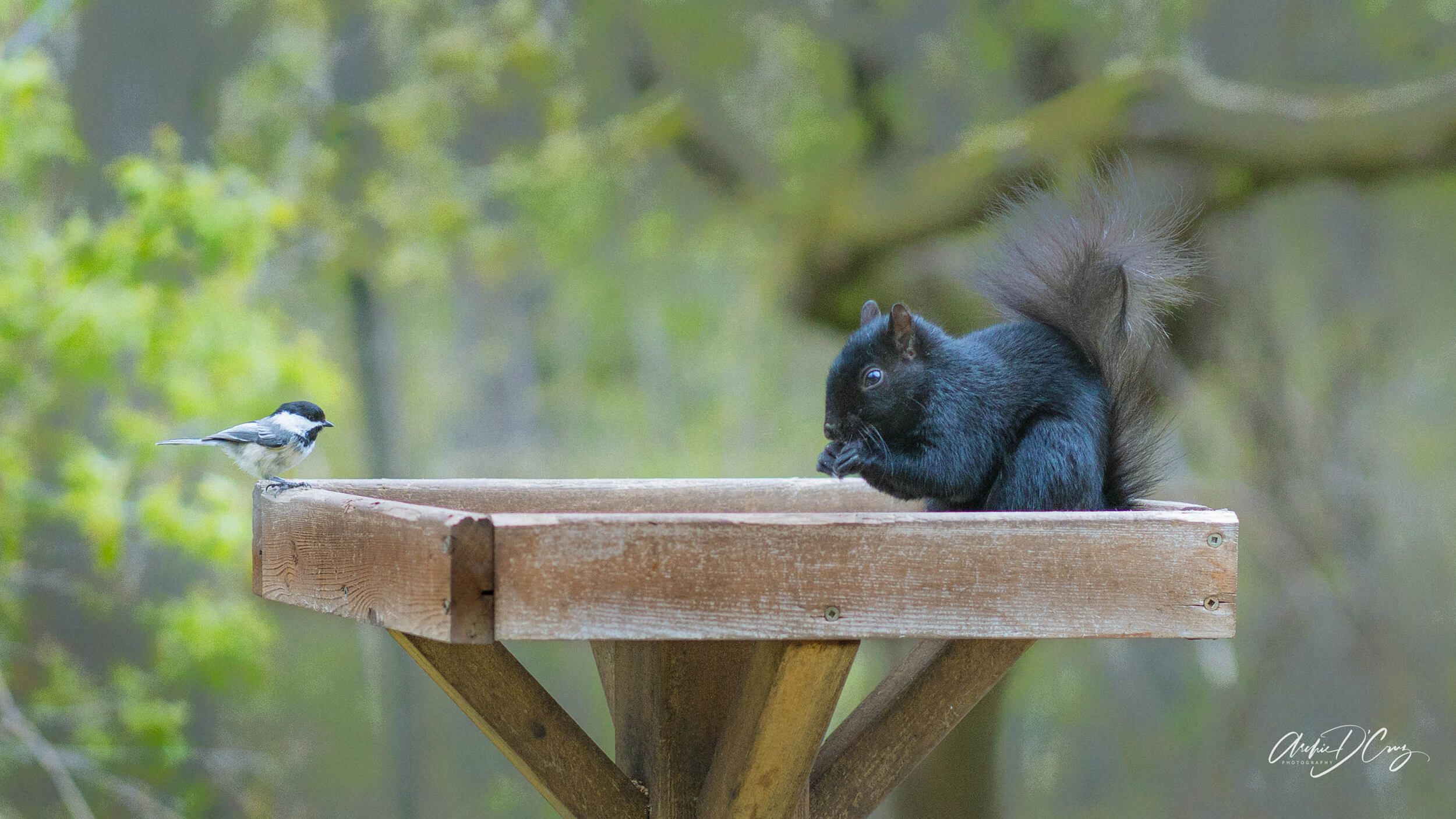 Squirrel and bird