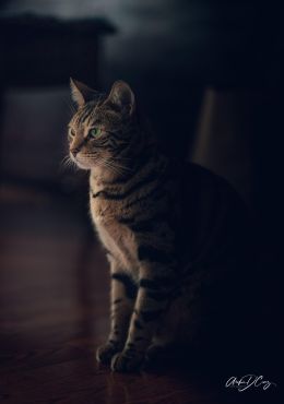 Brady, low key portrait