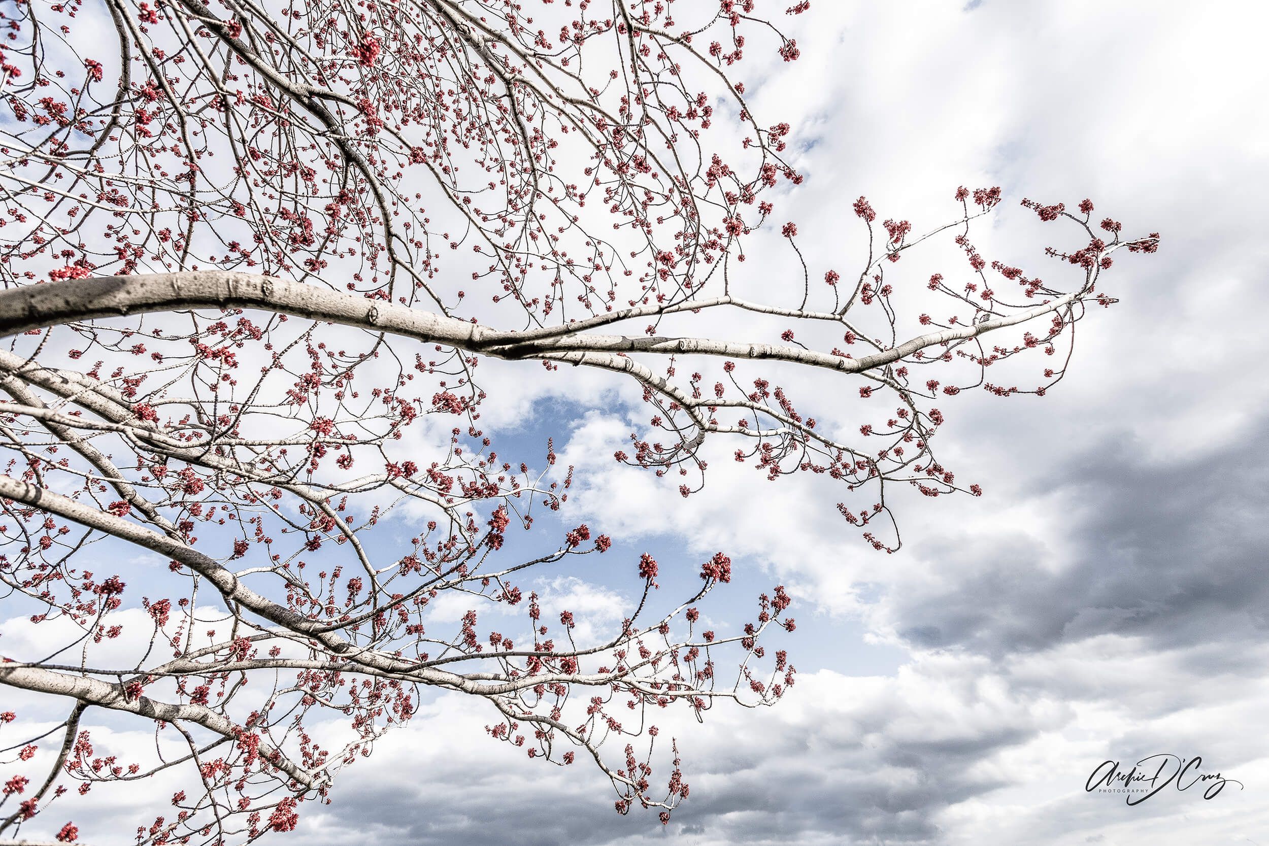Flowering trees, Spring, Fallingbrook Park