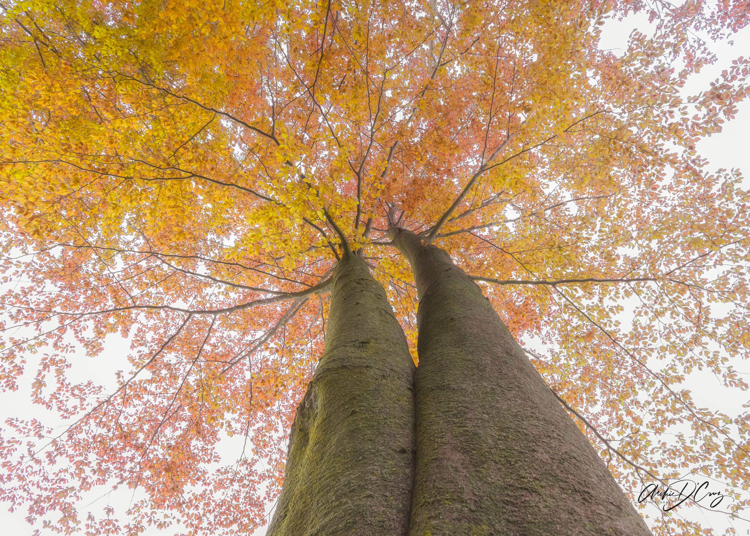 Double-barrelled tree at Brueckner