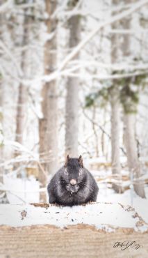 Squirrel, Riverwood