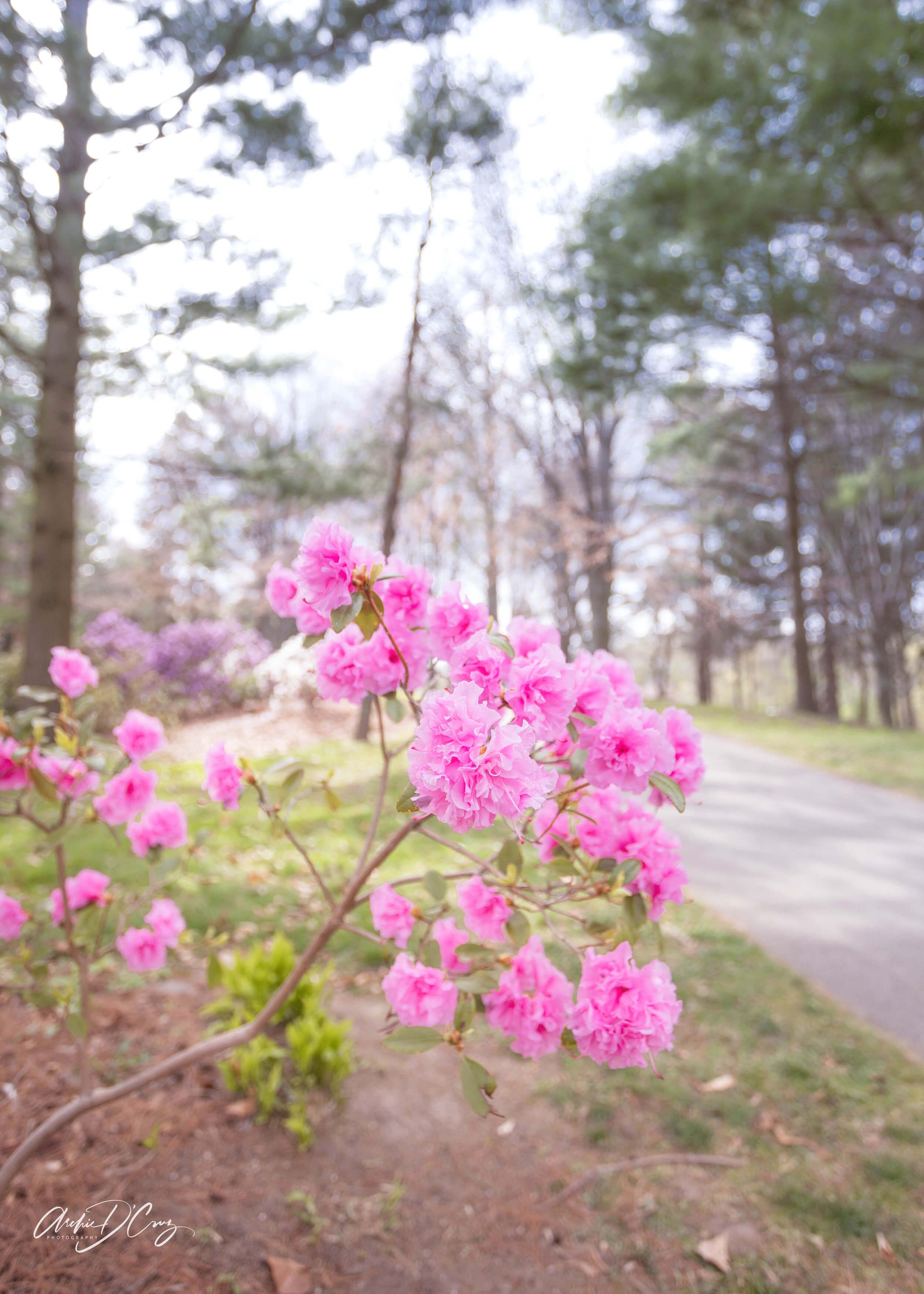 Flowers along path at Brueckner Rhododendron Garden, Mississauga