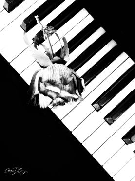 Piano and rose