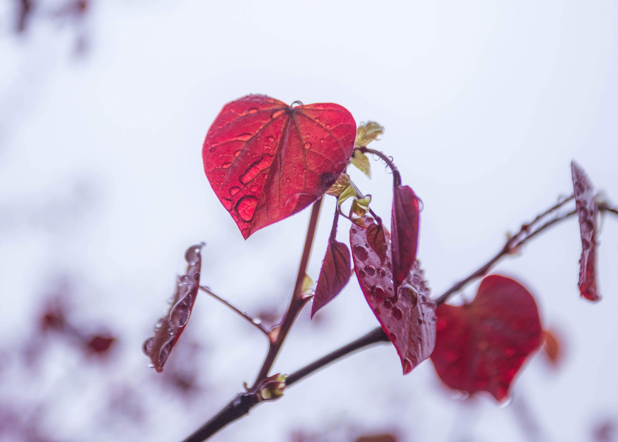 Redwood tree leaves
