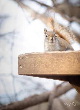 Squirrel at Riverwood