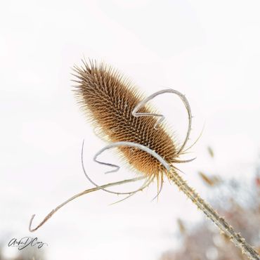 Taken at the Great Lakes Waterfront Trail in Oakville