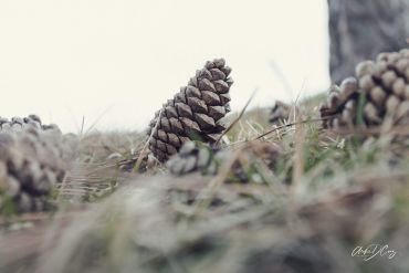 Pine cone