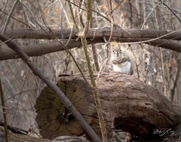 Squirrel alongside one of the trails at Riverwood in Mississauga