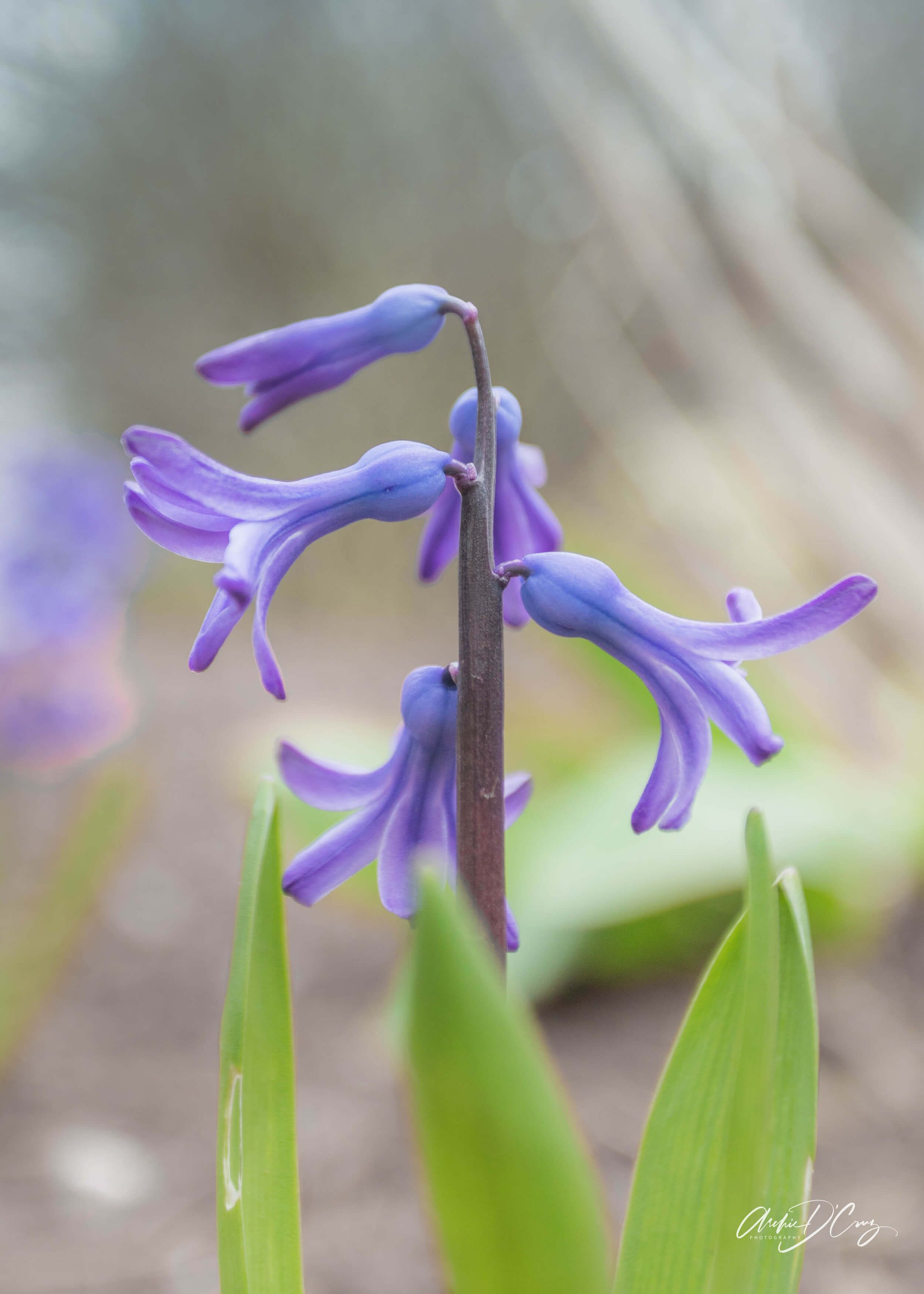Bluebells at Civic Centre, Mississauga