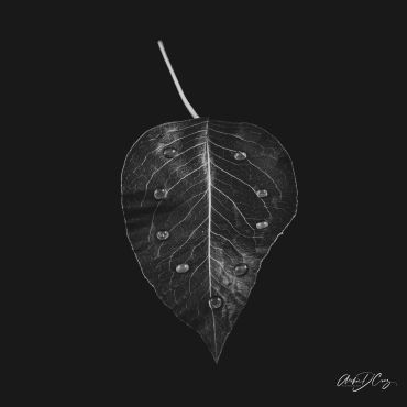 Water droplets on leaf