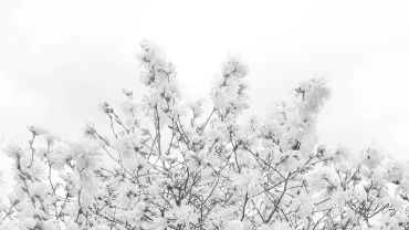 Magnolias