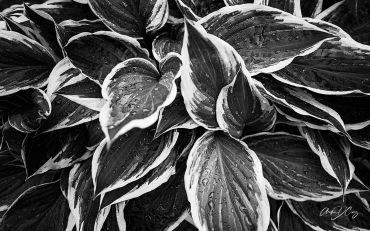 Hostas, front yard