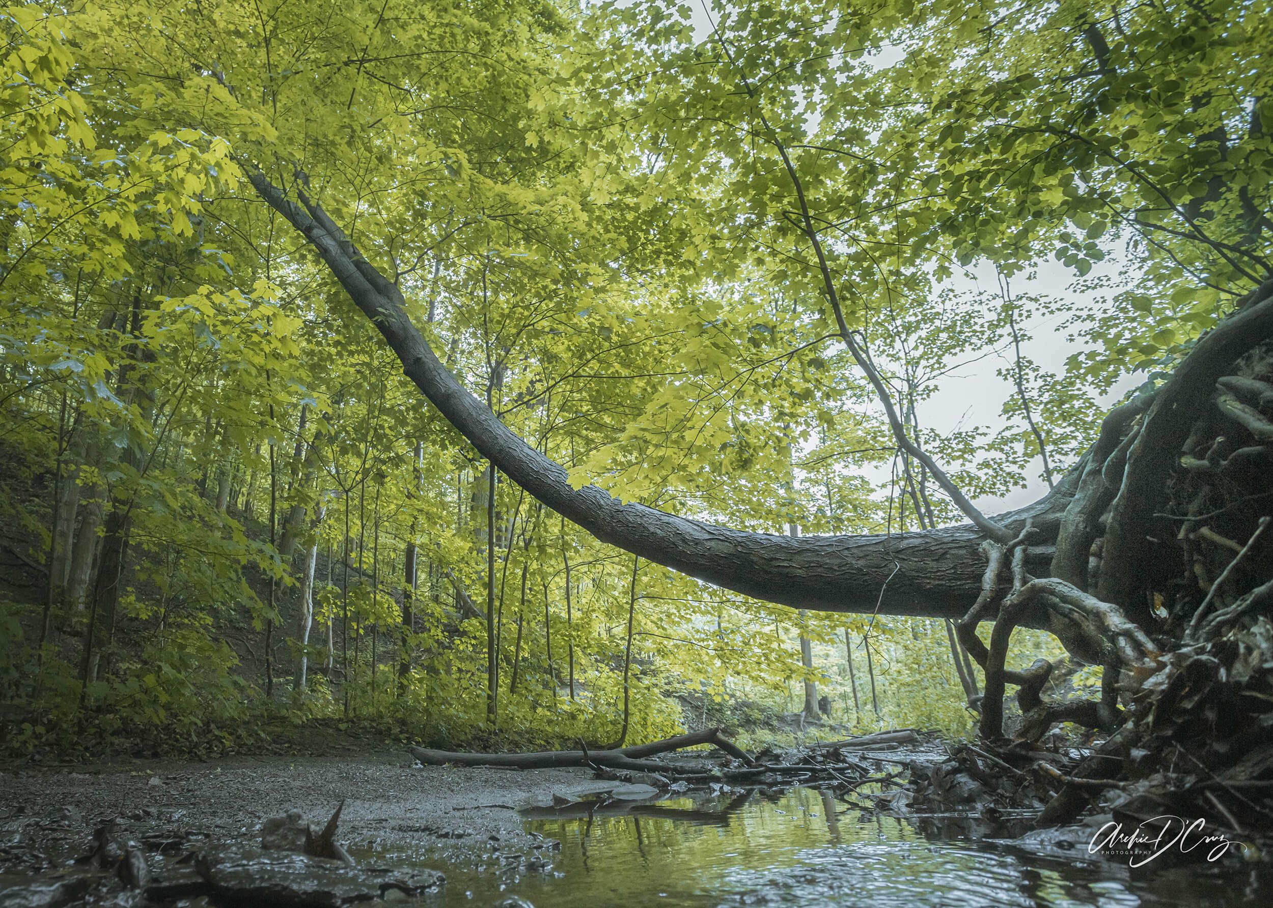 The Elephant - Riverwood