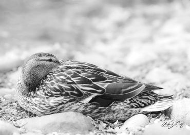 Goose, Kariya Park