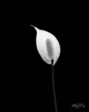 White Anthurium on black