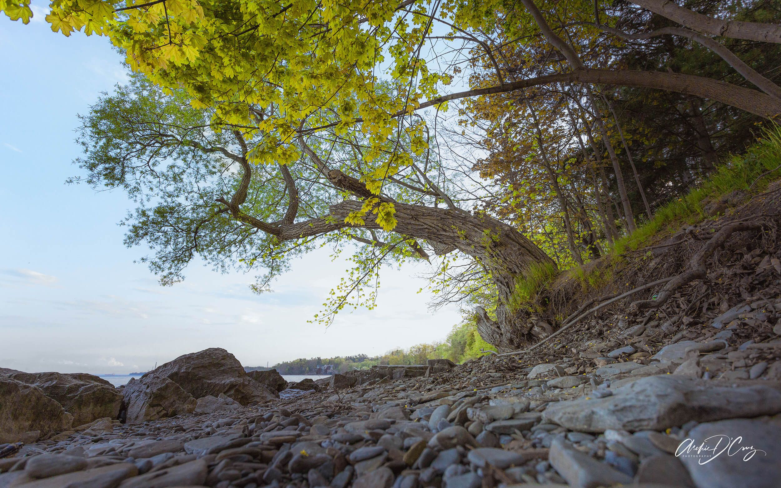 Leaning tree at Brueckner