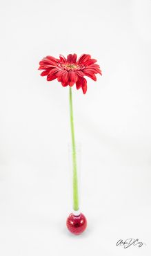 Single flower