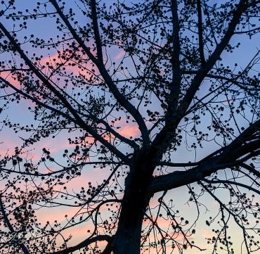 Tree silhouetted against streaky sunlight at Blue Hour