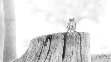 Squirrel@Riverwood